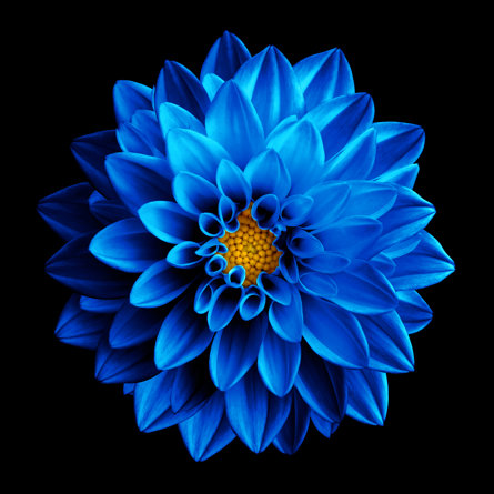 Dark Blue Dahlia Flower On Canvas Print