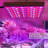 Zhu 45 Watt Grow Light