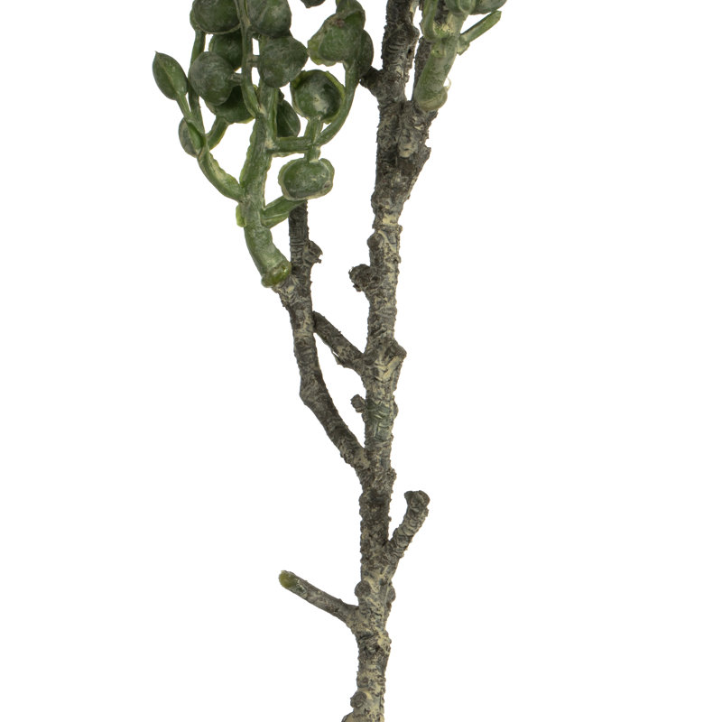 Senecio Arrangement