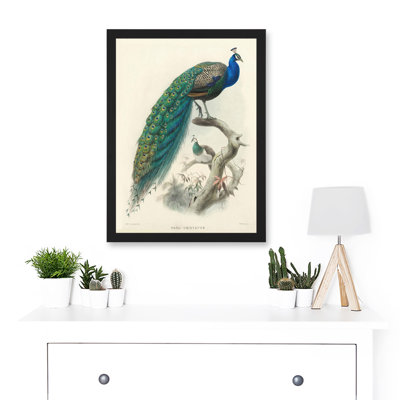 Animal Peacock Bird Scientific Pavo Cristatus - Single Picture Frame Print