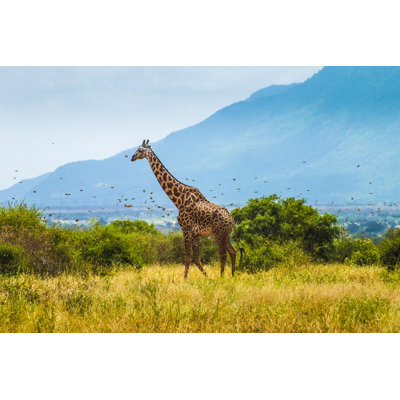 Giraffe (Kenya) - Wrapped Canvas Print