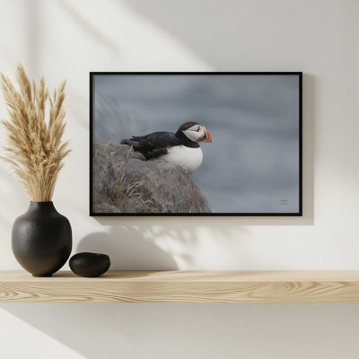 Atlantic Puffin Resting by Nathan Larson Art Print