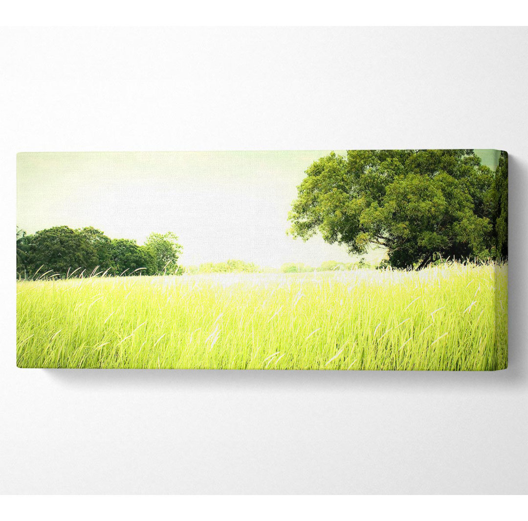 Sommerfeld Gras - Kunstdrucke auf Leinwand - Wrapped Canvas