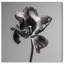 Tidal Wilt III Floral & Botanical Canvas Print by Oliver Gal, Black Frame, 12 x 12-677993611-677993613