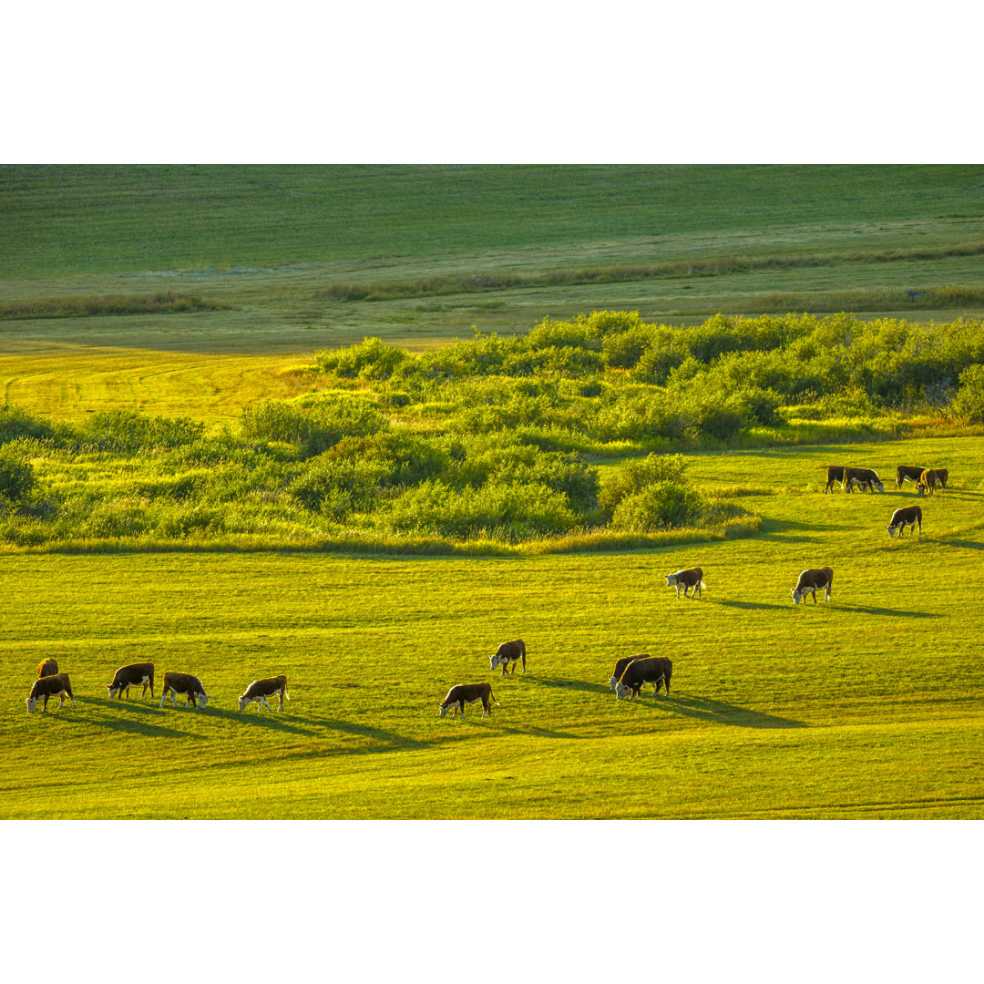 Alberta Kanada Landleben von Don White - Leinwandbild