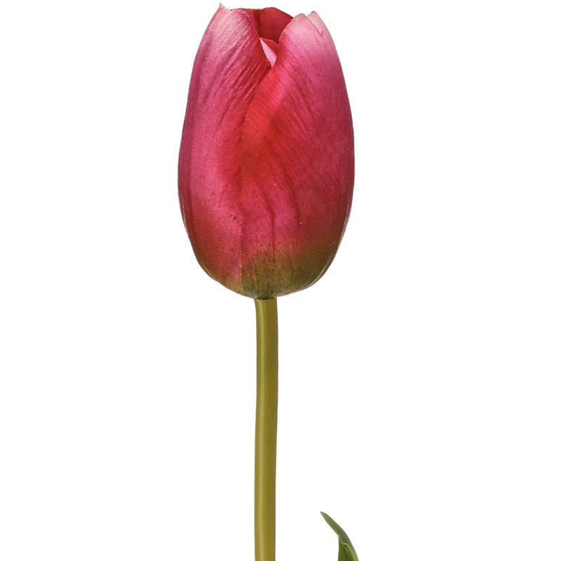 Tulipe Holland 23 "Just Cut, Mauve