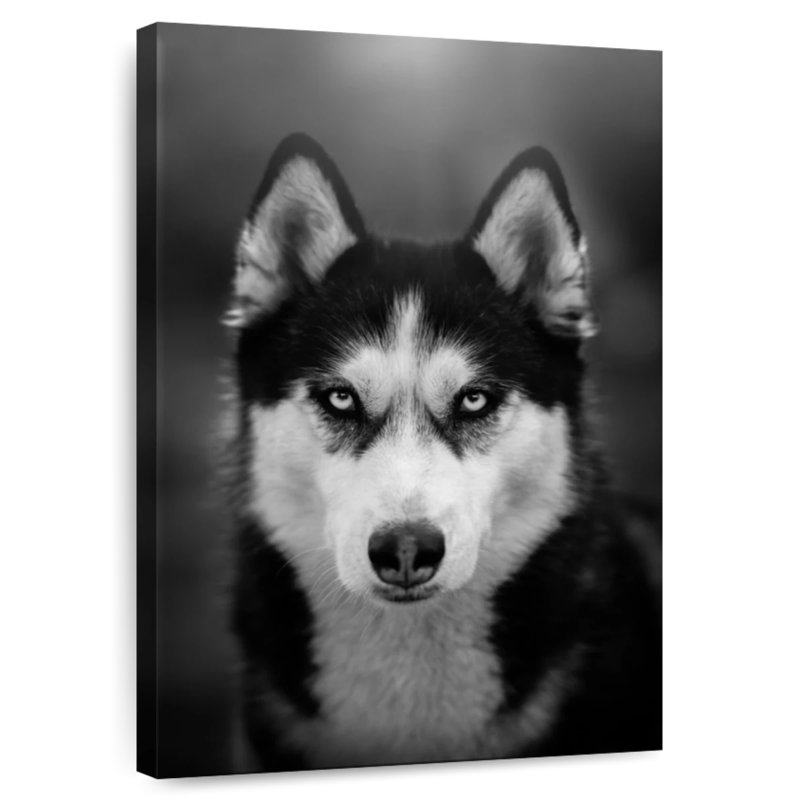 Brampt Serious Siberian Husky, 24" H x 16" W
