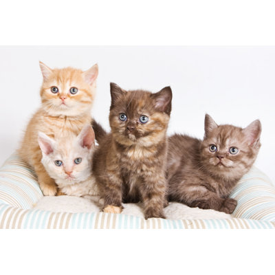 Kitten - Wrapped Canvas Print