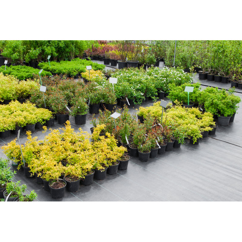 Spiraea in Pots en vente - Photographie sur toile tendue, H 12 po x l 18 po x P 1,25 po