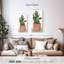 Cactus en pot I-246822515