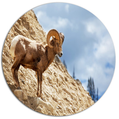 " Single Goat On Rocky Mountain "