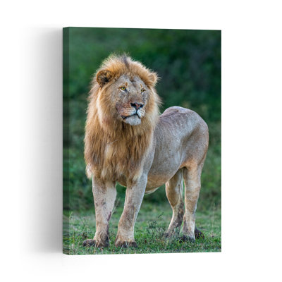 Proud African Lion Contemporary Cat Lion Nature Portrait Wall Art Print by Jeffrey C. Sink - 1 Piece Wrapped Canvas Wall Art