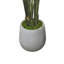 Bird of Paradise in Fiberstone Planter