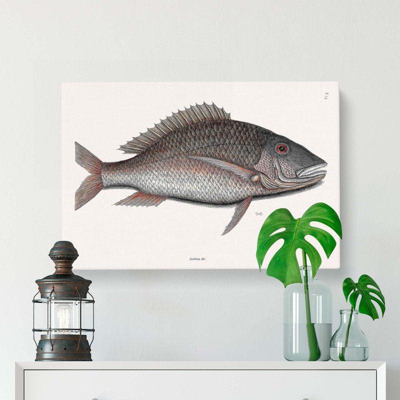 Mutton Fish by Mark Catesby - Wrapped Canvas Print, 60cm H x 91cm W x 3cm D