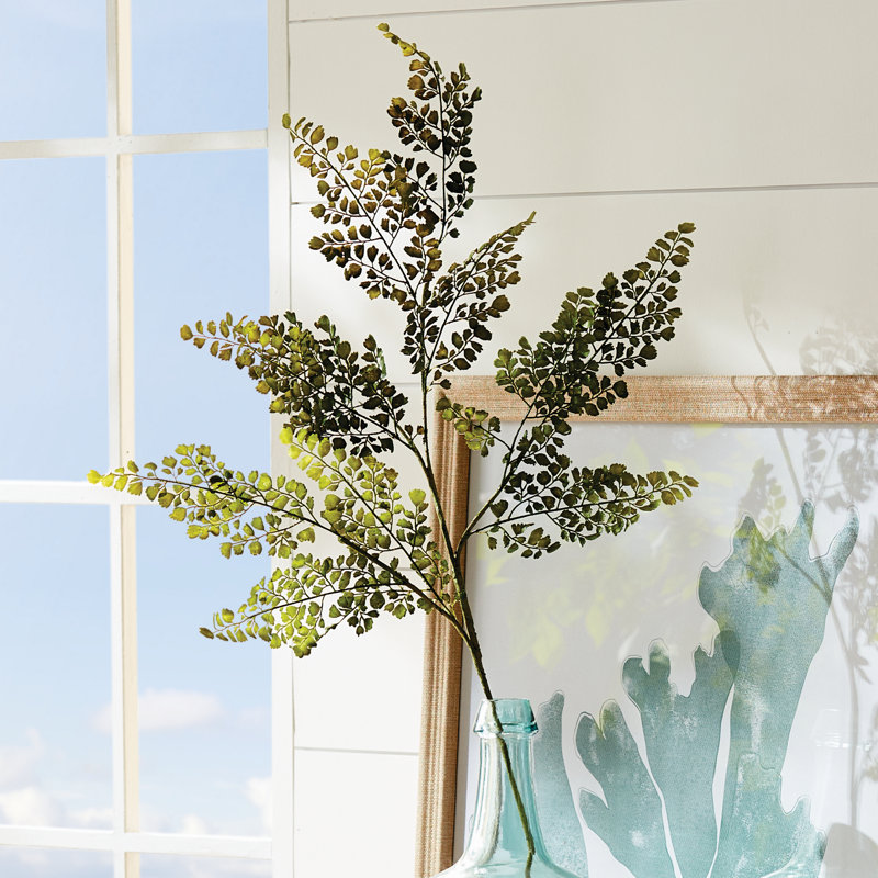 MAIDENHAIR FERN STEM
