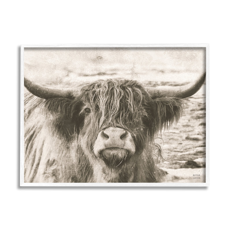 Photographie d'une vache Highland, H 11 po x l 14 po x P 1,5 po, Estampe numérique Farmhouse