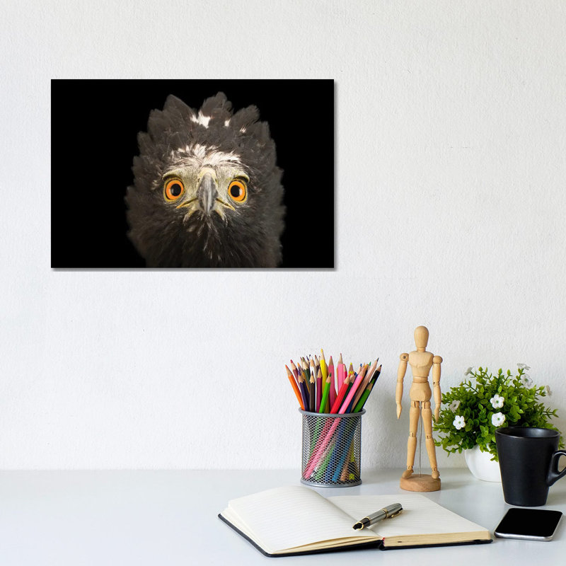 A Black Hawk-Eagle Or Tyrant Hawk-Eagle At Parque Jaime Duque Near Bogota, Colombia by Joel Sartore - Gallery-Wrapped Canvas Giclée on Canvas
