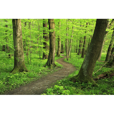 Mixed Forest In Spring - Wrapped Canvas Print