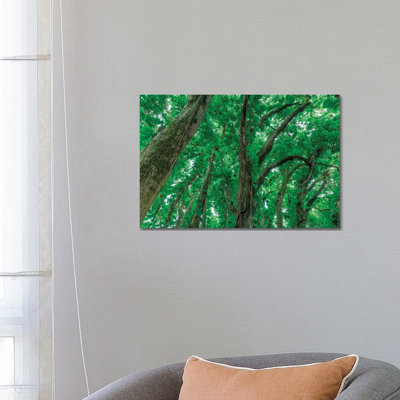 Banyan Trees Near Rainbow Falls, Wailuku River State Park Hilo, Big Island, Hawaii, USA by Stuart Westmorland - Gallery-Wrapped Canvas Giclée on Canvas