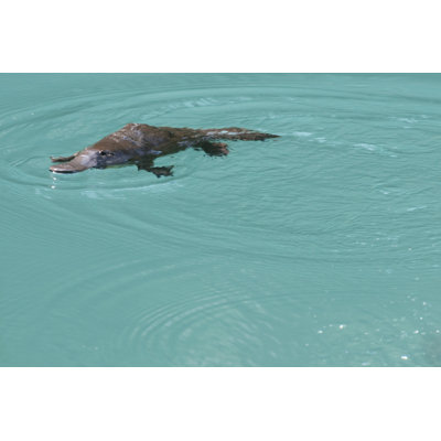 " Platypus " by Mlauri