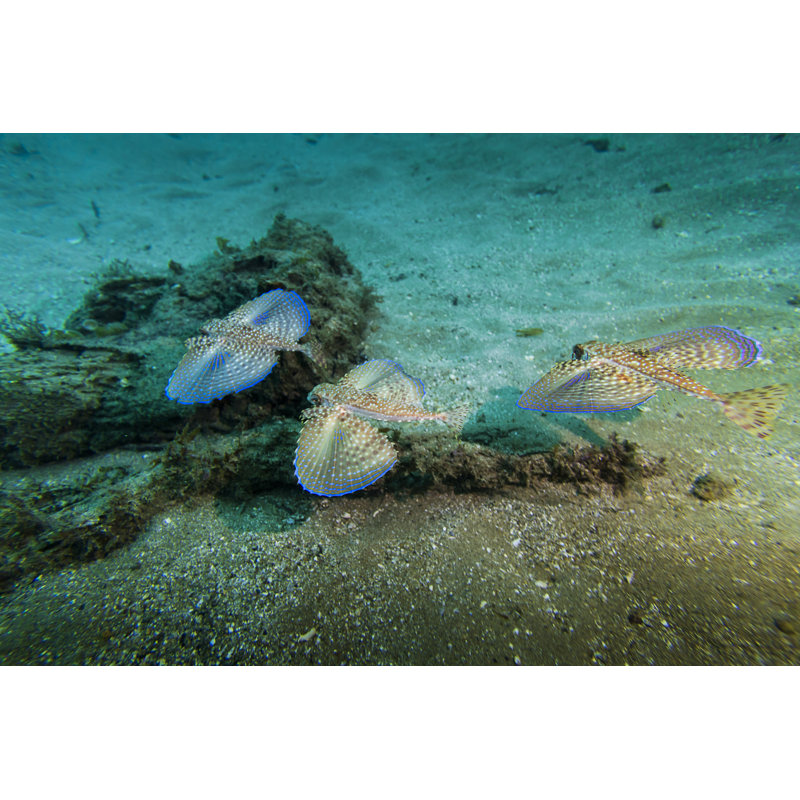 Three Flying Gurnards by MaFelipe - Wrapped Canvas Print, 81cm H x 122cm W x 3.8cm D
