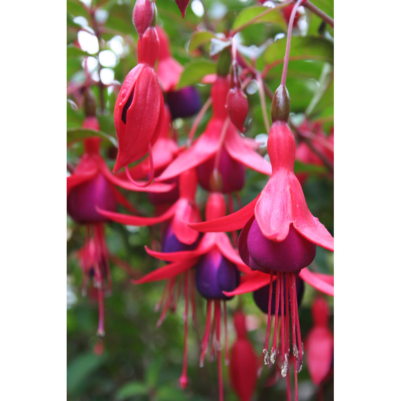 Fuschia by Daphne Zheng - Wrapped Canvas Print, 30cm H x 20cm W x 3.8cm D