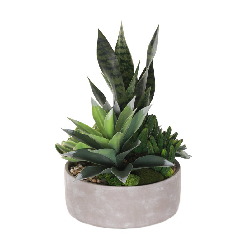 Succulent in Pot
