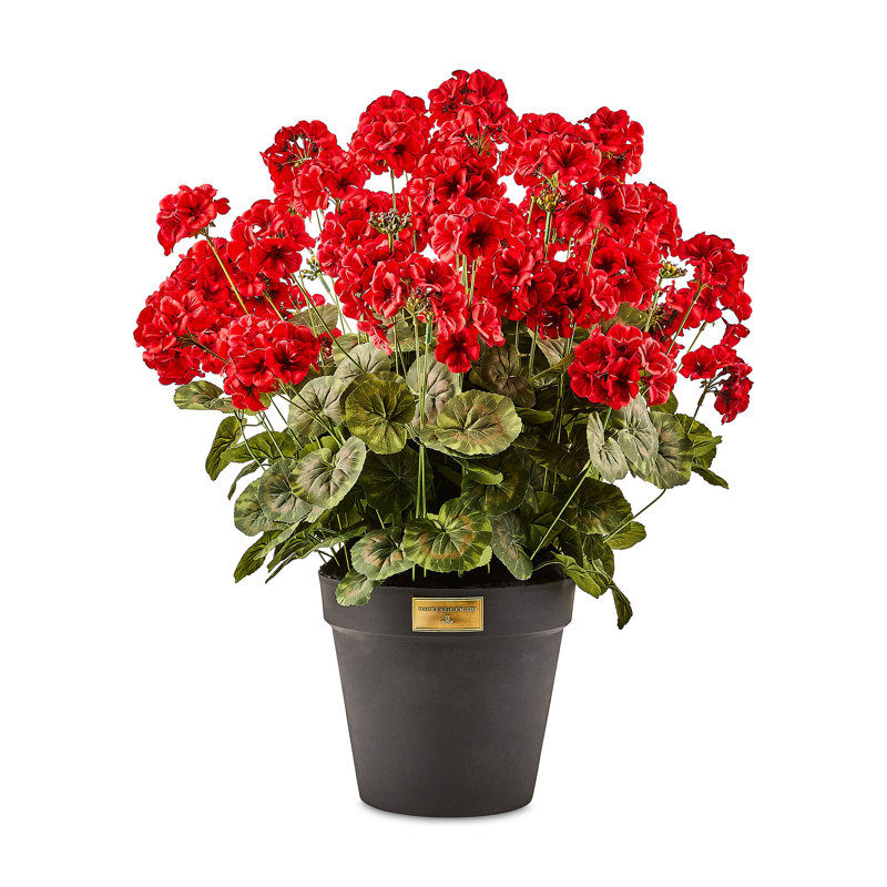 Geranium Urn Filler, Red