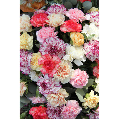 Couturier Pastel Carnations - Wrapped Canvas Print