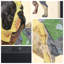 « boston terrier », impression