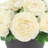 Ranunculus Arranged in Fiberstone Pot