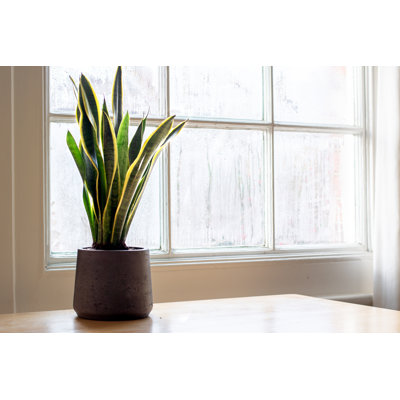 " Snake Plant. "
