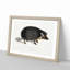 Collared Hedgehog by John Edward Gray - Framed Print-55621171-55621167