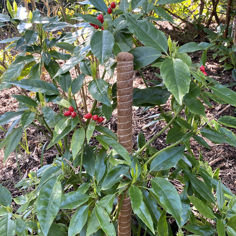 Ceriyah Wood Plant Support