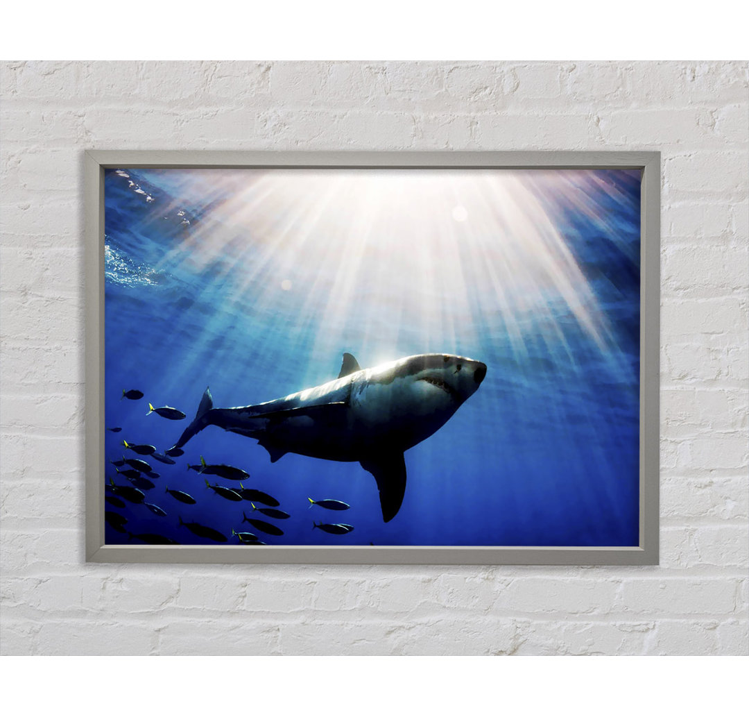 Shark In A Blaze Of Sunlight - Single Picture Frame Kunstdrucke auf Leinwand