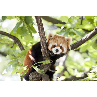 Panda rouge - photographie sur toile tendue