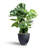 Windrim Black Fiberstone Handmade Pot Planter - Dia 20"-1765606683-1765606689