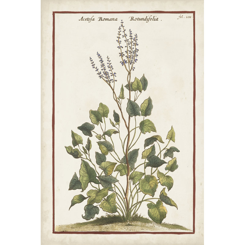 Munting Botanicals V by Abraham Munting - Painting Print, 30 cm H x 20 cm W, Wrapped Canvas