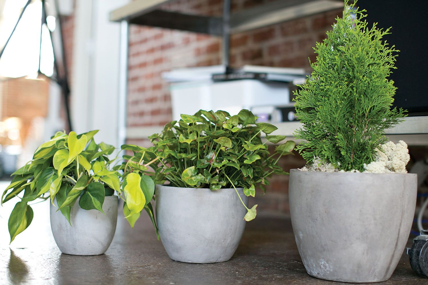 Trixie Pot Planter, 8.7" H x 10" W x 10" D