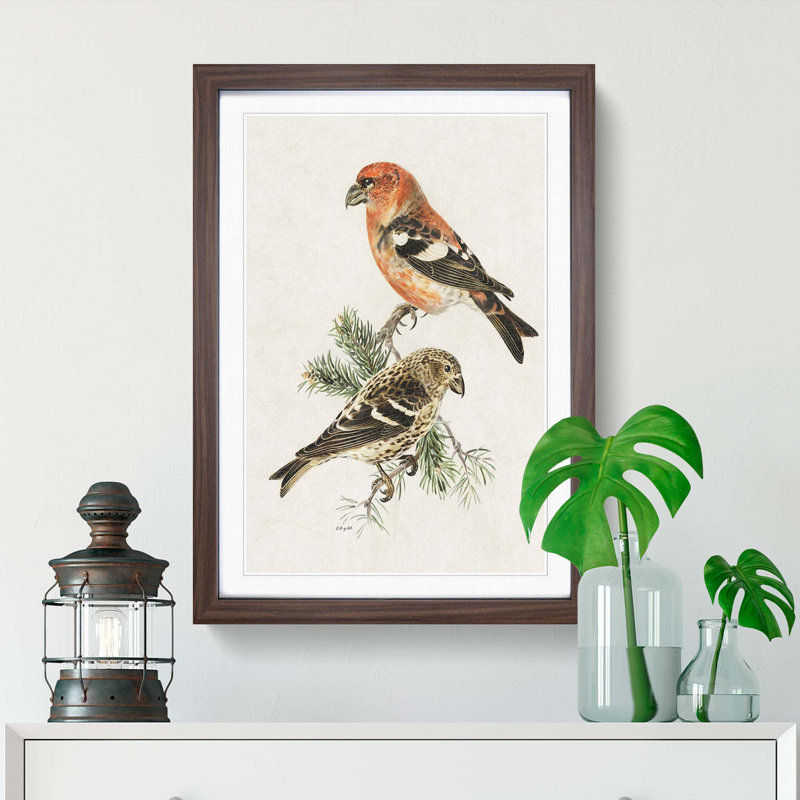 Crossbill Birds by Von Wright - Picture Frame Painting Print, Walnut Framed, 36cm H x 27cm W x 2cm D
