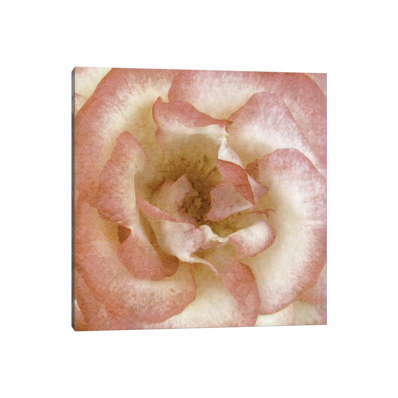 Wall Flower VI by Alonzo Saunders - Wrapped Canvas Painting, 30.48 cm H x 30.48 cm W