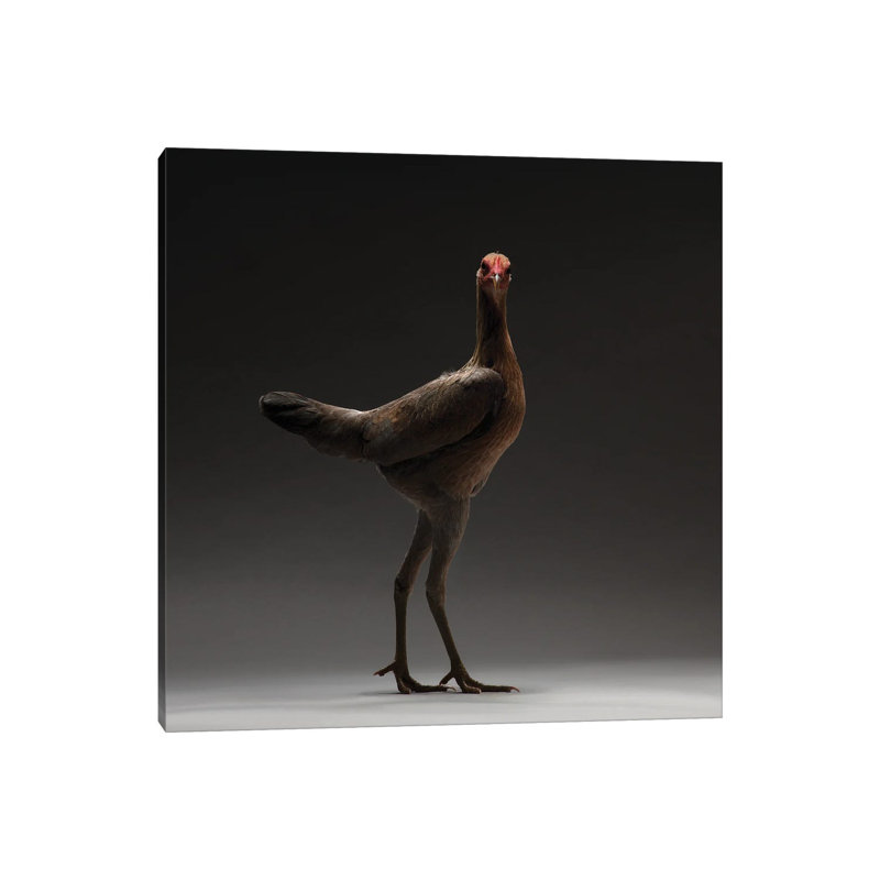 Modern English Game Fowl 1 Piece Wrapped Canvas Wall Art, 66.04 cm H x 66.04 cm W x 1.91 cm D