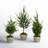 Simms 32'' Faux Cedar Tree in Cement Pot