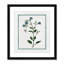 Colombe Shabby Elegance Botanical II - Art encadré-72514467-72514468