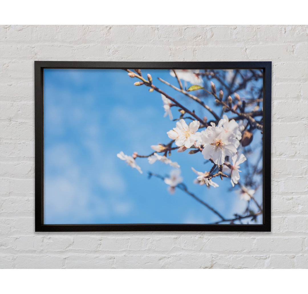 White Blossom Flowers Off A Branch - Einzelner Bilderrahmen Kunstdrucke auf Leinwand