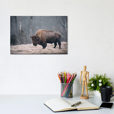 Solitary Bison II by Adam Mead - Wrapped Canvas Print