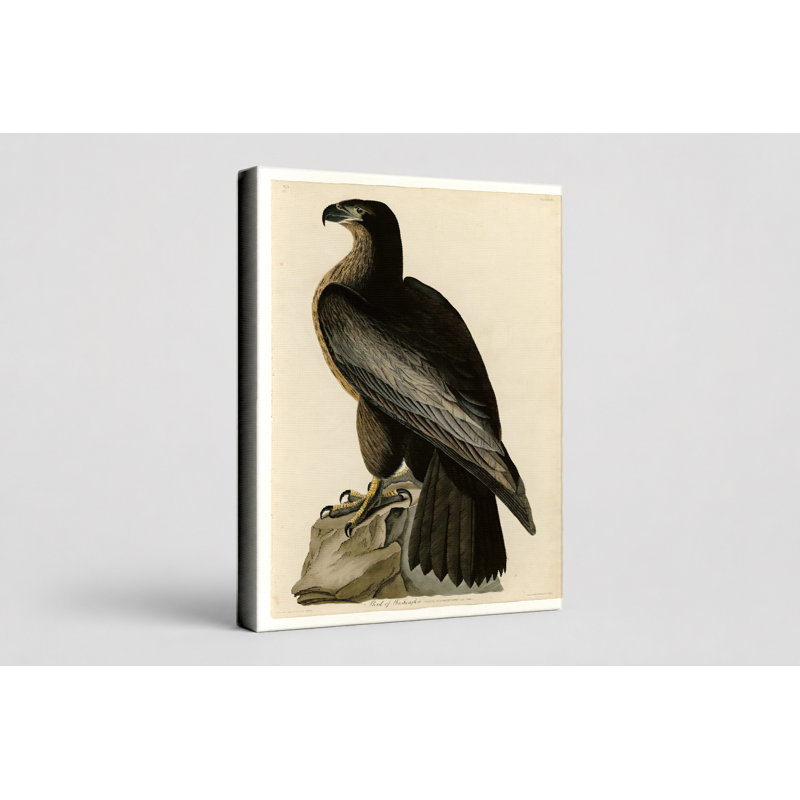 Oiseau de Washington (1827) - Portrait, art mural sur toile, 18" W x 12" H