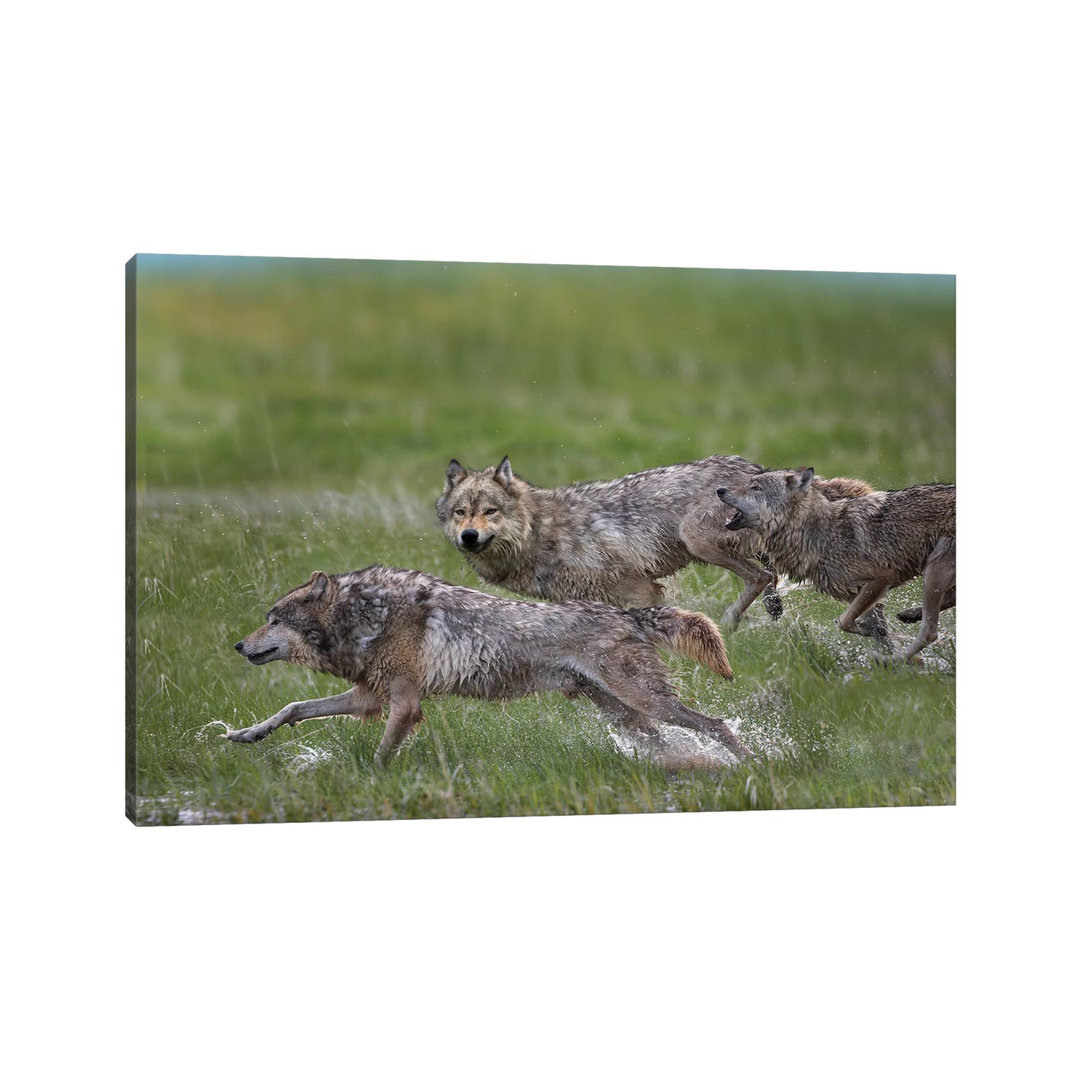 Gray Wolf Trio Running Through Water, North America von Tim Fitzharris - No Frame Gallery-Wrapped Canvas Giclée on Canva...