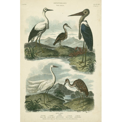 Heron & Crane Species I 1 Piece Wrapped Canvas Wall Art