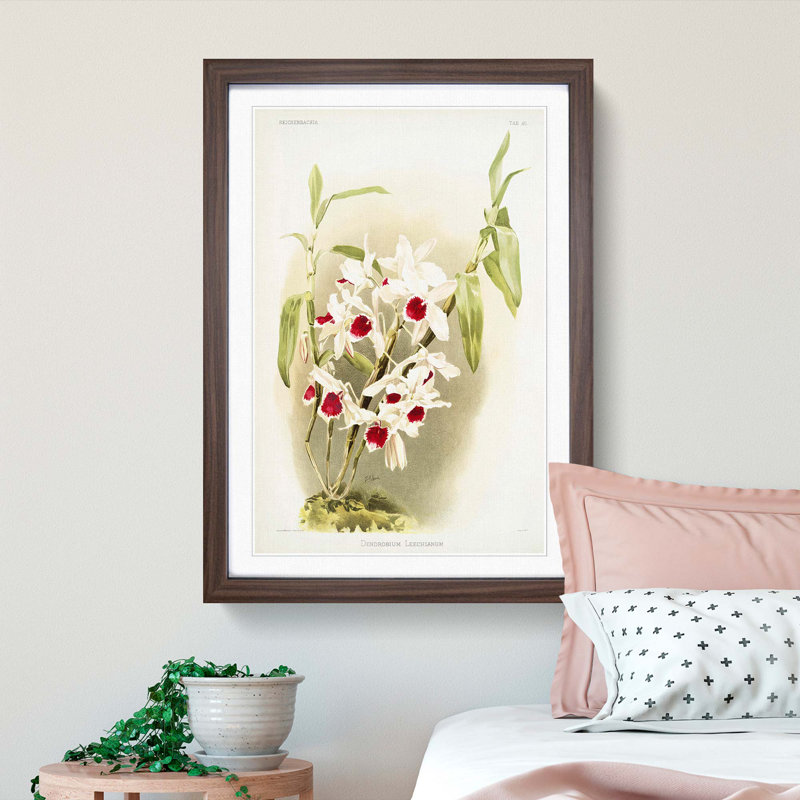 Magnolia Flowers Illustration Tab. 50 by Frederick Sander - Picture Frame Painting Print, Walnut, 76cm H x 50cm W x 2cm D